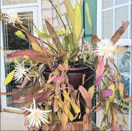 Night-blooming cereus